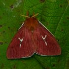 Nachtfalter aus dem Nebelwald von Peru