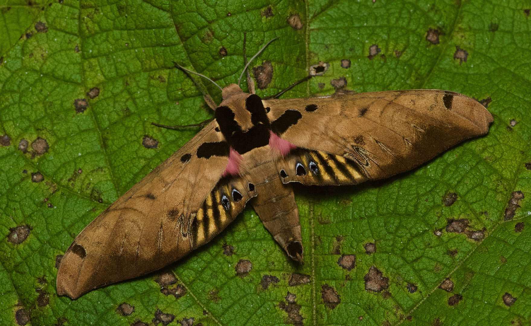 Nachtfalter aus dem Nebelwald von Peru