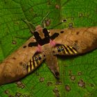 Nachtfalter aus dem Nebelwald von Peru