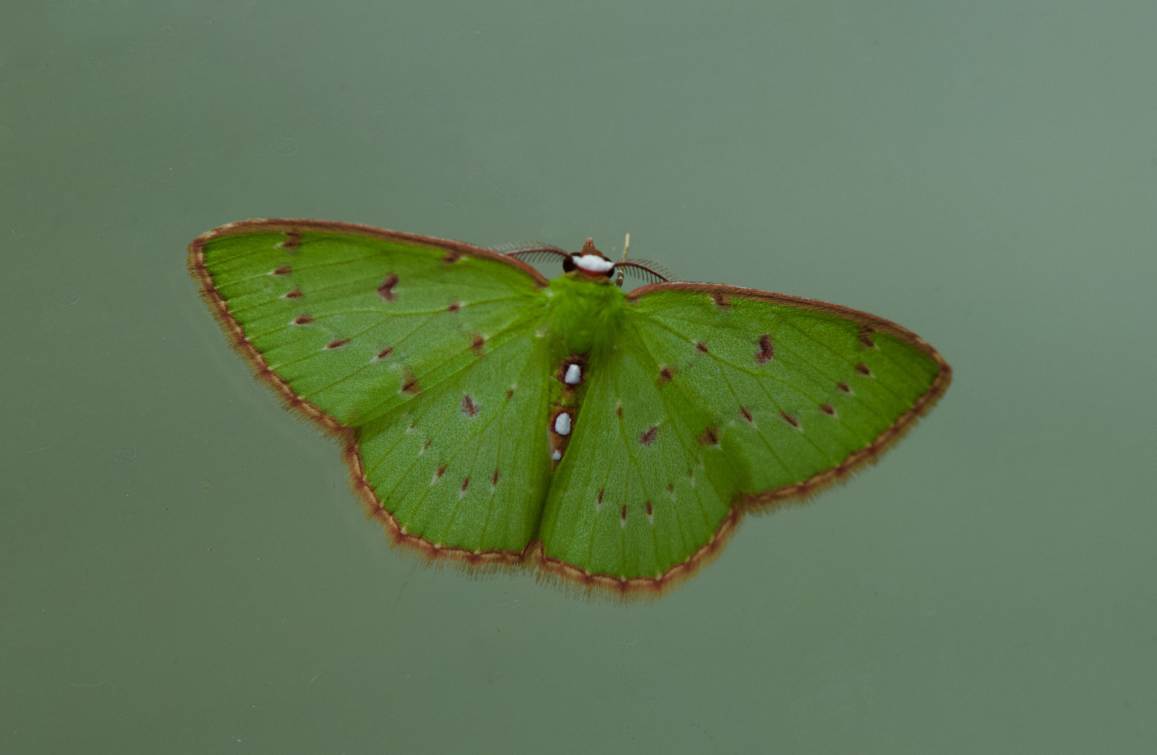 Nachtfalter aus dem Nebelwald von Peru