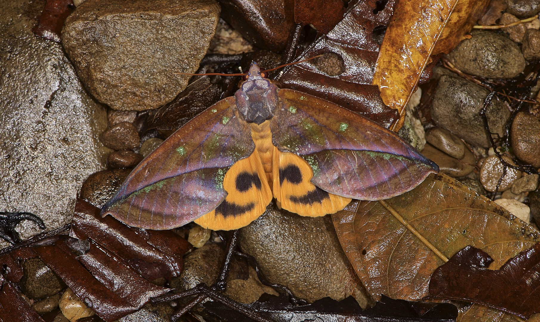 Nachtfalter aus dem Topischen Regenwald von Borneo