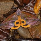 Nachtfalter aus dem Topischen Regenwald von Borneo