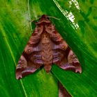 Nachtfalter aus dem Tropischen Regenwald von Borneo