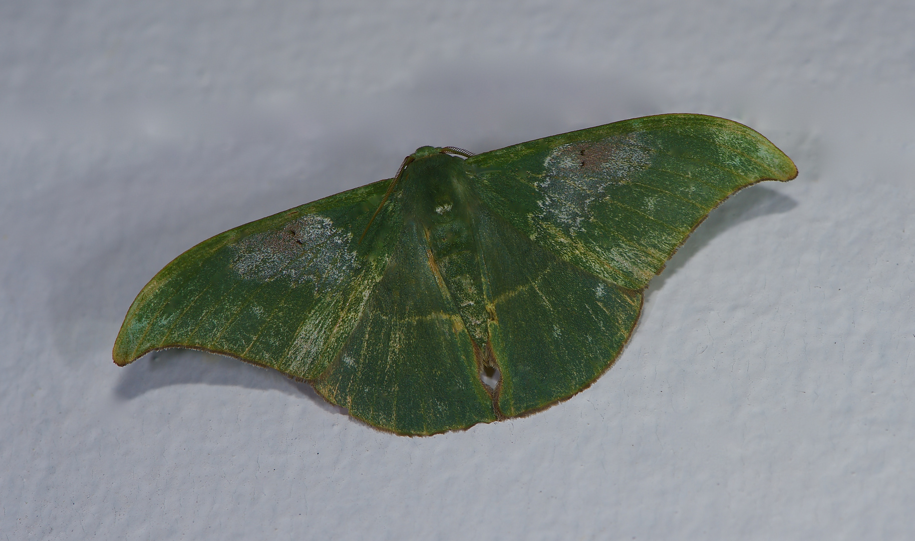 Nachtfalter aus dem Tropischen Regenwald von Borneo