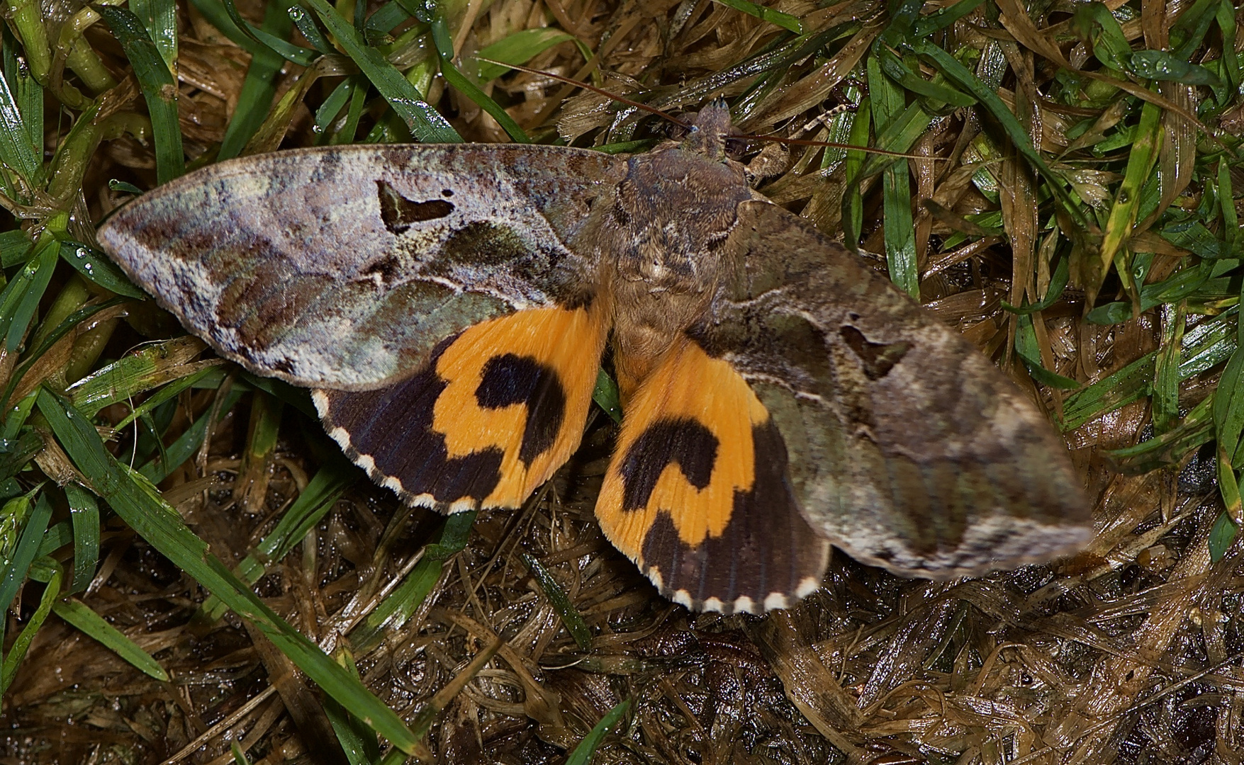 NAchtfalter aus dem Tropischen Regenwald Von Borneo