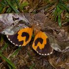 NAchtfalter aus dem Tropischen Regenwald Von Borneo