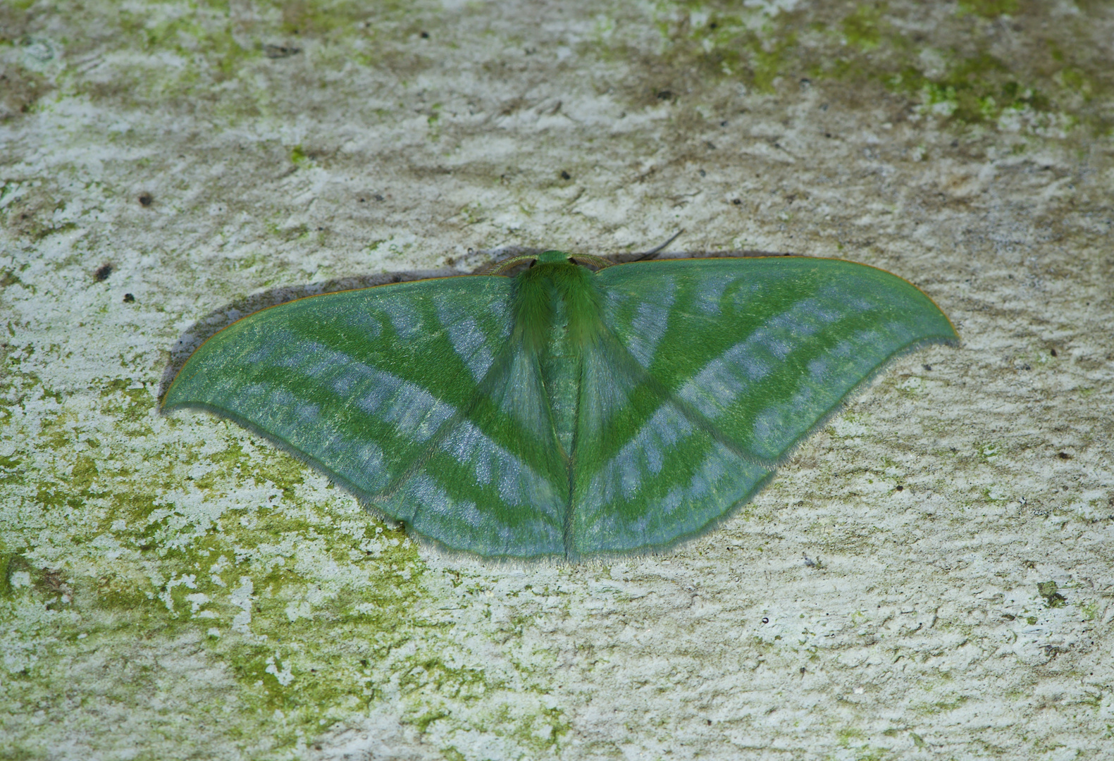 Nachtfalter aus dem Tropischen Regenwald von Borneo,    DSC_9699