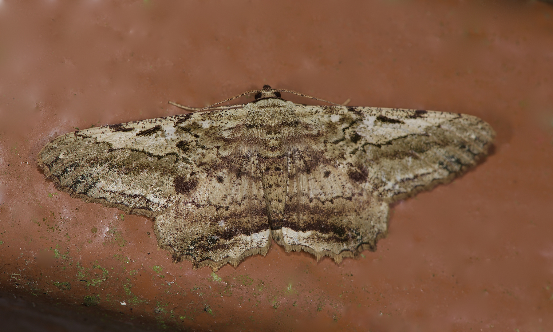 Nachtfalter aus dem Tropischen Regenwald von Borneo