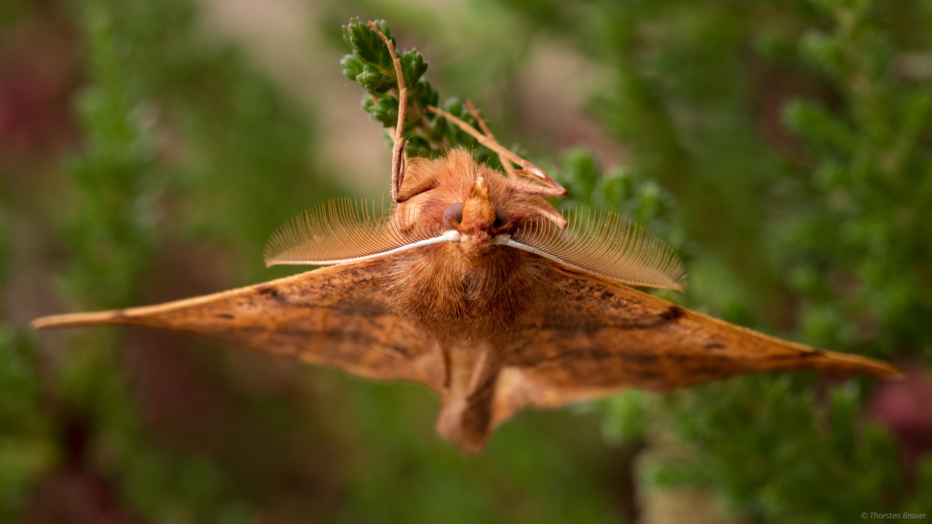 Nachtfalter Foto & Bild spezial, makro, natur Bilder auf