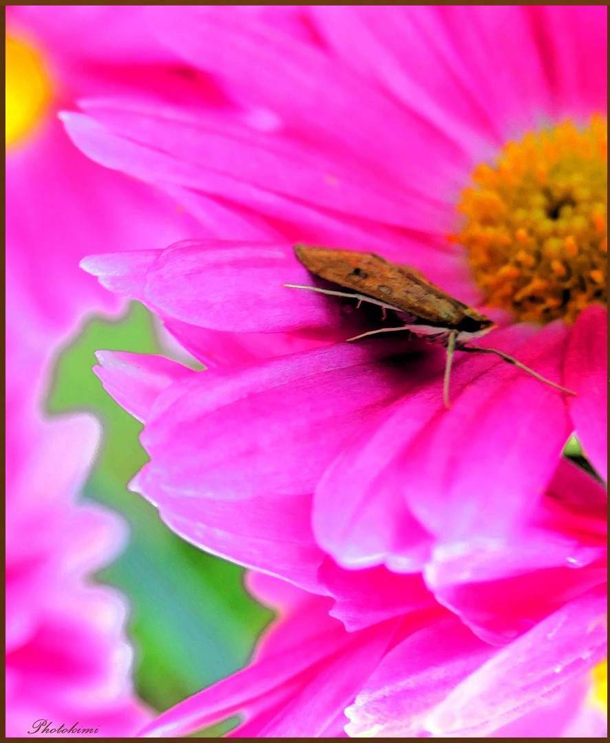 Nachtfalter besucht Chrysantheme