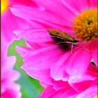 Nachtfalter besucht Chrysantheme