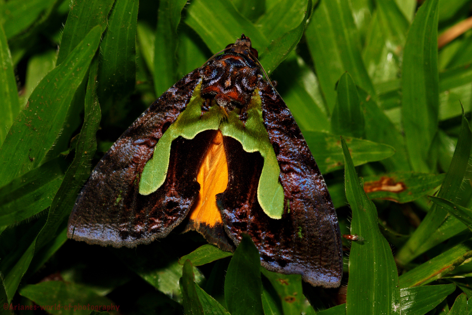 Nachtfalter Borneo Mulu