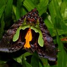 Nachtfalter Borneo Mulu