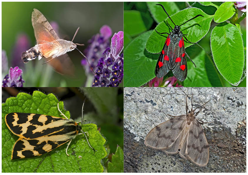 Nachtfalter, die uns auch am Tag erfreuen! (1) - Papillons de nuit qui nous réjouissent le jour!