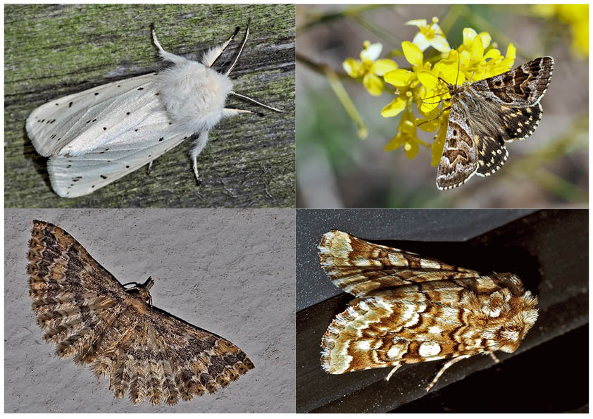 Nachtfalter, die uns auch am Tag erfreuen! (13) - Papillons de nuit qui nous réjouissent le jour! 