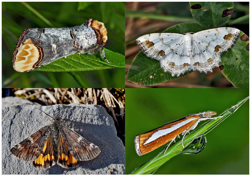 Nachtfalter, die uns auch am Tag erfreuen! (14) - Papillons de nuit qui nous réjouissent le jour!