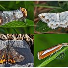 Nachtfalter, die uns auch am Tag erfreuen! (14) - Papillons de nuit qui nous réjouissent le jour!