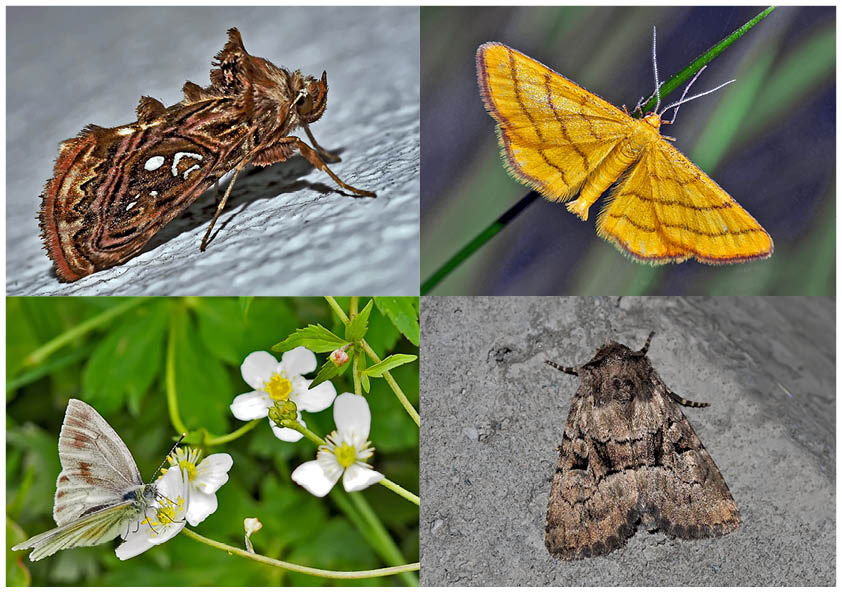 Nachtfalter, die uns auch am Tag erfreuen! (15) - Papillons de nuit qui nous réjouissent le jour!