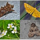 Nachtfalter, die uns auch am Tag erfreuen! (15) - Papillons de nuit qui nous réjouissent le jour!