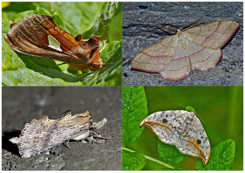 Nachtfalter, die uns auch am Tag erfreuen! (19) - Papillons de nuit qui nous réjouissent le jour! 