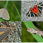 Nachtfalter, die uns auch am Tag erfreuen! (23) - Papillons de nuit qui nous réjouissent le jour!  