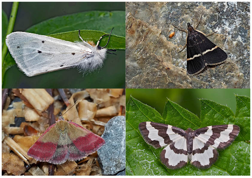 Nachtfalter, die uns auch am Tag erfreuen (26) - Papillons de nuit qui nous réjouissent le jour.