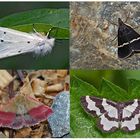 Nachtfalter, die uns auch am Tag erfreuen (26) - Papillons de nuit qui nous réjouissent le jour.