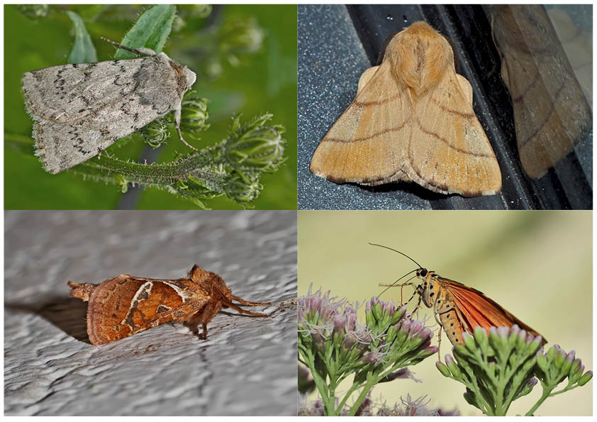 Nachtfalter, die uns auch am Tag erfreuen (28) - Papillons de nuit qui nous réjouissent le jour.