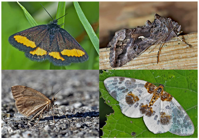 Nachtfalter, die uns auch am Tag erfreuen! (3) - Papillons de nuit qui nous réjouissent le jour!