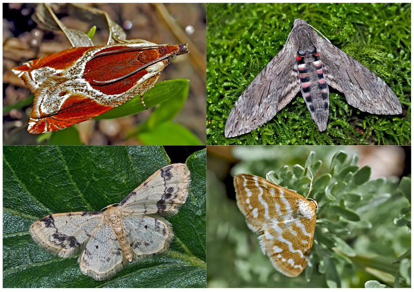 Nachtfalter, die uns auch am Tag erfreuen! (4) - Papillons de nuit qui nous réjouissent le jour!