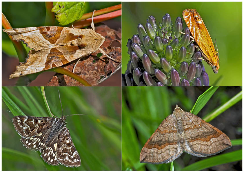 Nachtfalter, die uns auch am Tag erfreuen! (5) - Papillons de nuit qui nous réjouissent le jour!