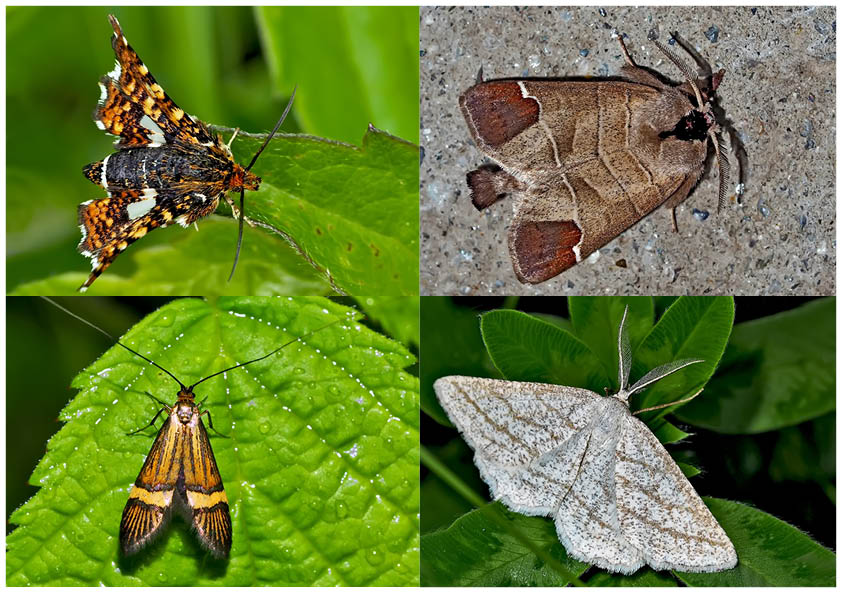 Nachtfalter, die uns auch am Tag erfreuen! (6) - Papillons de nuit qui nous réjouissent le jour!