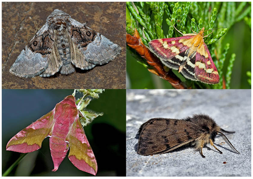 Nachtfalter, die uns auch am Tag erfreuen! (7) - Papillons de nuit qui nous réjouissent le jour!