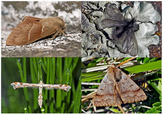 Nachtfalter, die uns auch am Tag erfreuen! (9) - Papillons de nuit qui nous réjouissent le jour! 