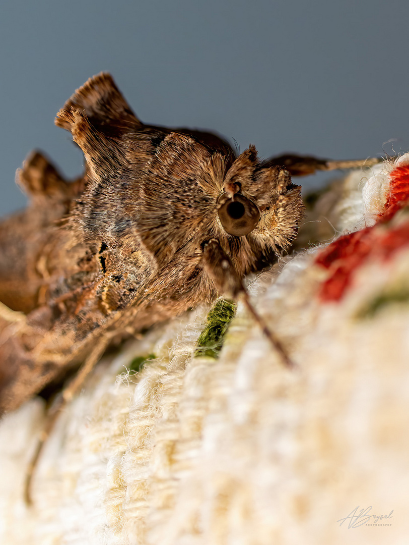 Nachtfalter, Eulenfalter, Noctuidae