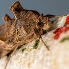 Nachtfalter, Eulenfalter, Noctuidae