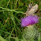 Nachtfalter "Gammaeule" (Autographa gamma) auf Distelblüte...