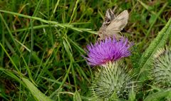 Nachtfalter "Gammaeule" (Autographa gamma) auf Distelblüte...