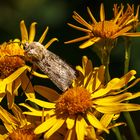 Nachtfalter im Sonnenlicht