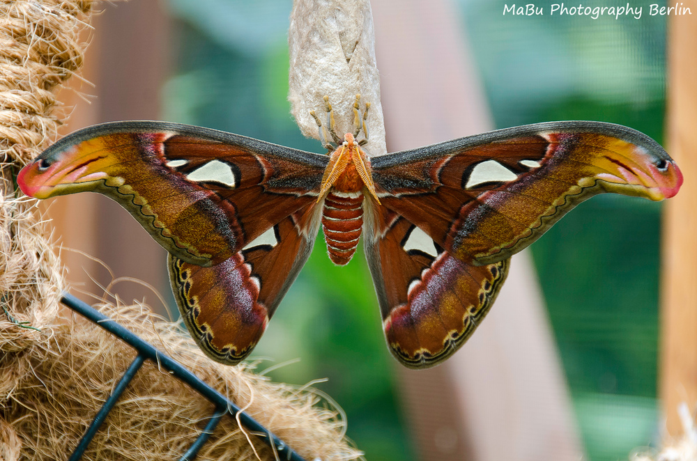 Nachtfalter in der Biosphäre Potsdam