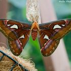 Nachtfalter in der Biosphäre Potsdam