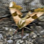 Nachtfalter - Lepidoptera - 3D Interlaced