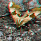 Nachtfalter - Lepidoptera - Anaglyphen 