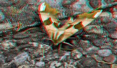 Nachtfalter - Lepidoptera - Anaglyphen 