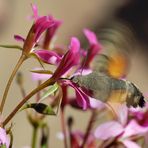 Nachtfalter * Makro * I "Taubenschwänzchen"