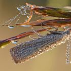 Nachtfalter mit Diamantenüberzug