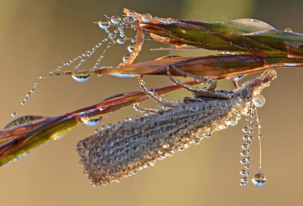 Nachtfalter mit Diamantenüberzug