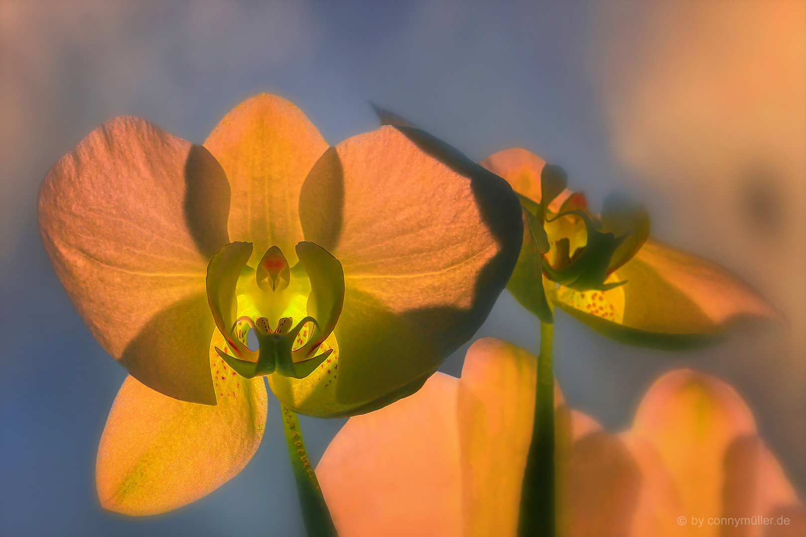 Nachtfalter-Orchidee