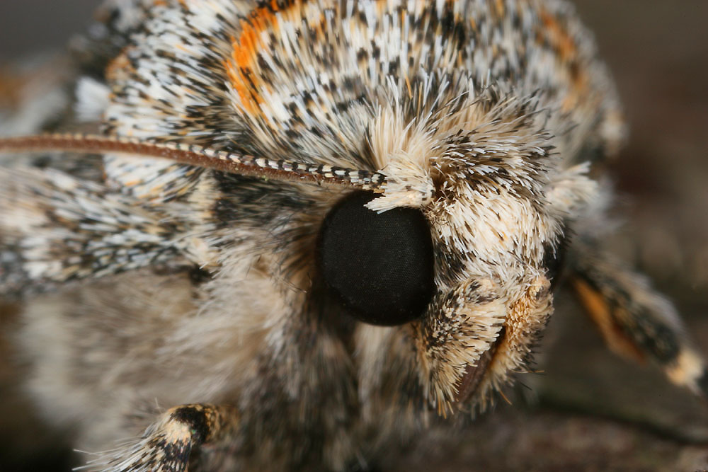 Nachtfalter-Portrait