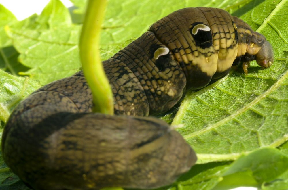 Nachtfalter Raupe des Mittleren Weinschwärmers 1 Foto